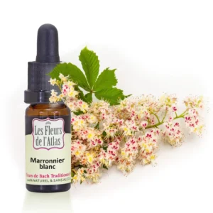 FLEURS DE L'ATLAS PRESENTOIRE X 38 (111111)